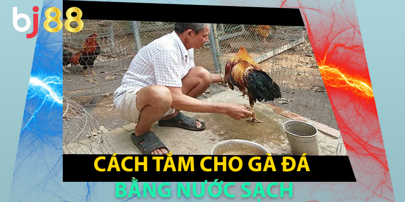 Cách tắm cho gà đá bằng nước sạch
