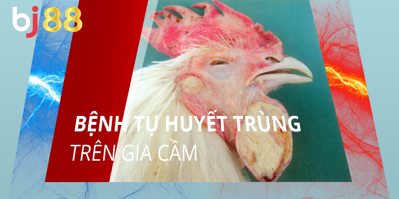 Cẩn thận với bệnh Tụ huyết trùng