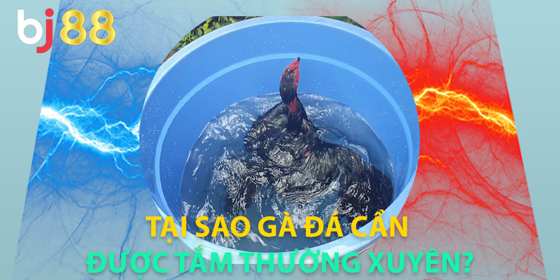 Tại Sao Gà Đá Cần Được Tắm Thường Xuyên?