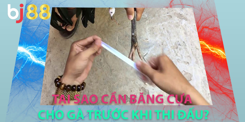 Tại sao cần băng cựa cho gà trước khi thi đấu?