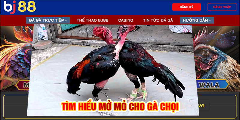 Tìm hiểu mở mỏ cho gà chọi 