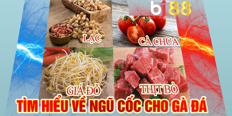 Tìm hiểu về ngũ cốc cho gà đá