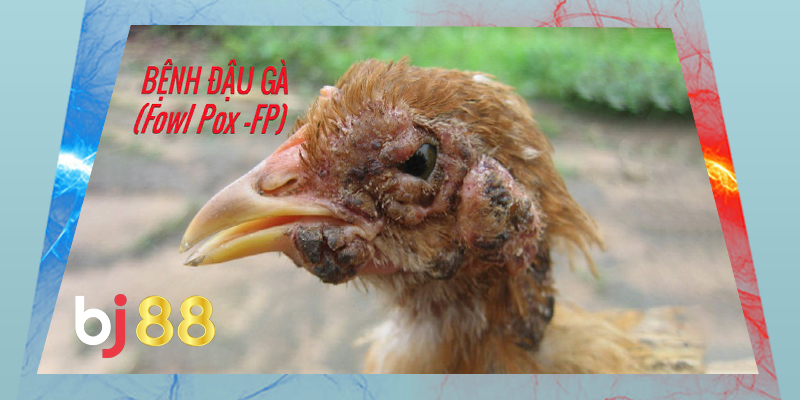 Bệnh đậu gà - bệnh thường gặp ở gà chọi